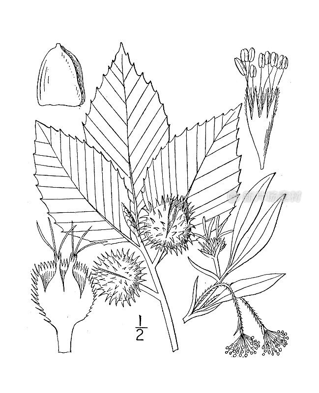 古植物学植物插图:美洲Fagus Americana，美洲山毛榉